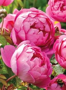 Роза кустовая Роял Джубили